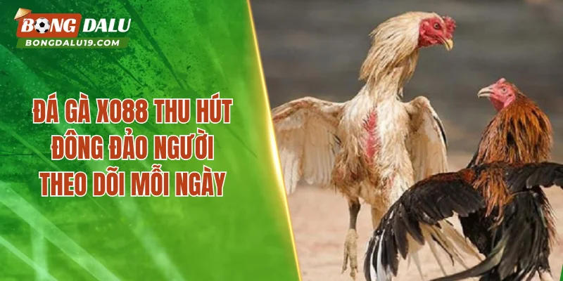 Đá gà XO88 thu hút đông đảo người theo dõi mỗi ngày